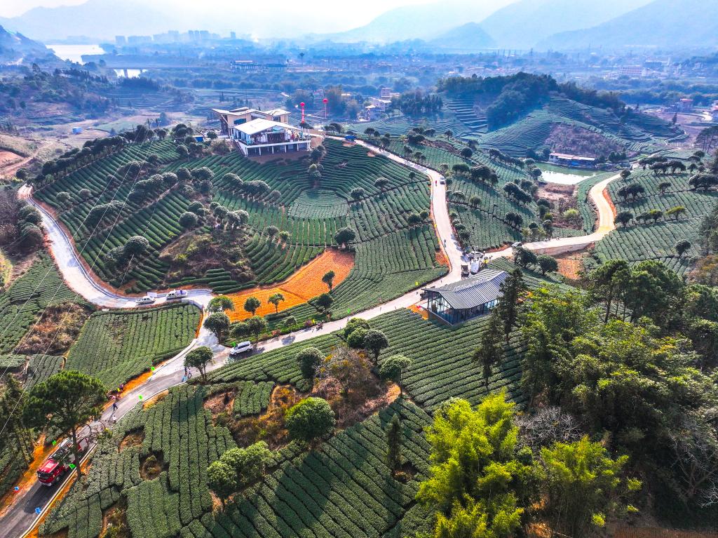 春染茶山-新华网