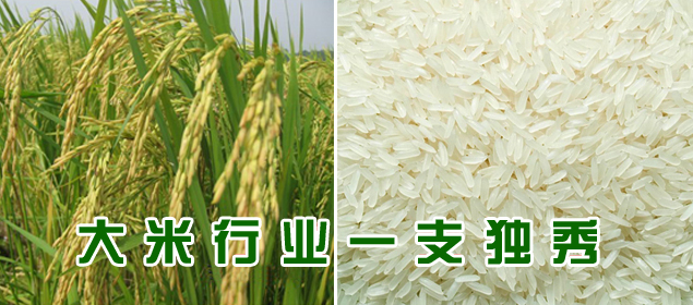 大米行业一枝独秀