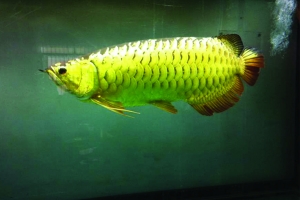 舌尖的冒险 盘点全球十一大口味诡异的冰淇淋