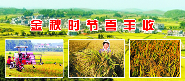 金秋时节喜丰收