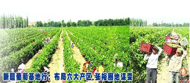 新疆葡萄基地行：布局六大产区 张裕圈地谋变