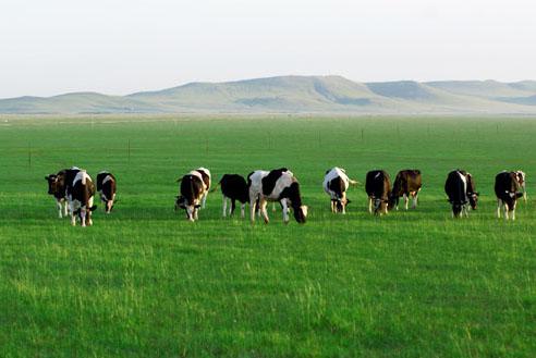 中国鲜奶市场看好，原奶品质受关注