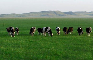 马云投资伊利养牛　中国牧场成各路资本热捧之地