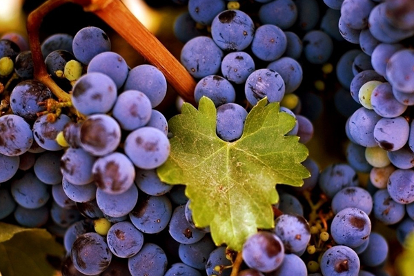 葡萄营养因色而异 挑对吃