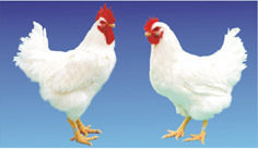 中国对美白羽鸡征双反关税