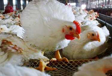 肯德基、麦当劳等快餐企业使用“速成鸡”