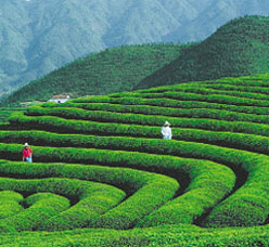 千亩早茶基地让村民人均增收近2000元