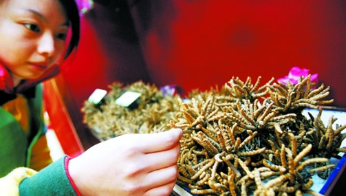 常州冬虫夏草销售疲软 散装销售占主流