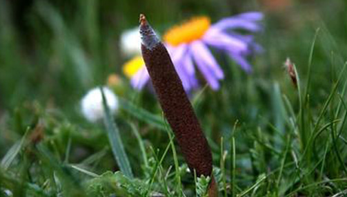 专卖店价格坚挺但散户开始促销 青岛虫草降价