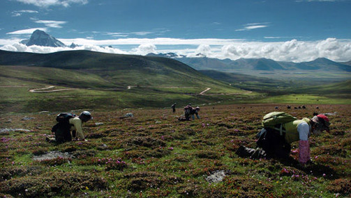 冬虫夏草资源遇“寒冬”