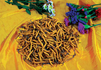 直击虫草“神话”：奢侈价格之下多少药效迷信