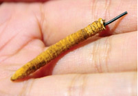 国家食品药品监管局将开展冬虫夏草用于保健食品试点