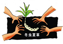 环境恶化导致虫草产量下降价格走低