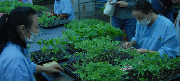 福建厦门如意为蔬菜生产建立“生长档案”