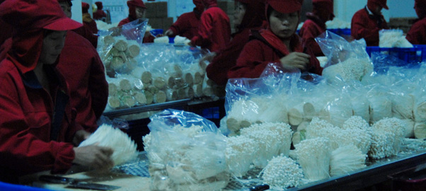 福建厦门如意食用菌实现了生态化生产