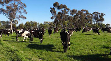 光明全球化战略再落子