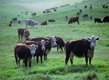地産巨頭搶食乳業市場 大康牧業23億海外購牧場