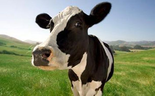 财经观察：重视奶业发展的国际经验