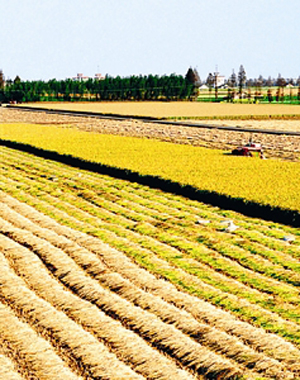 董祚继代表:2.8亿亩农村建设用地七八成保证农民居住用地