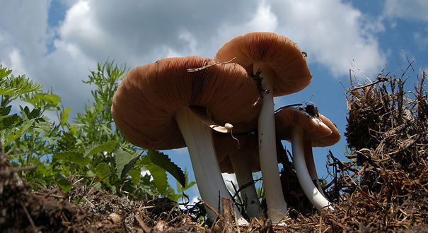 春日踏青 最受欢迎的露营烧烤美食