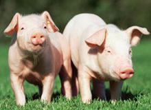 2015，猪肉价格会涨多少？