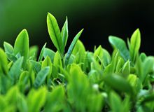 天价茶叶不再&middot;春茶回归喝常态