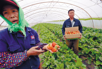 多地草莓滞销价跌