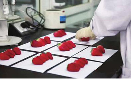 央视:草莓种植普遍使用违禁农药 长期食用或致癌