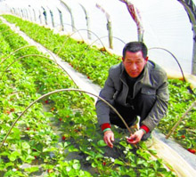 专家：种草莓不需要使用乙草胺