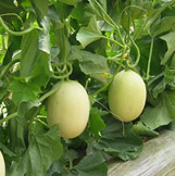 种植户改种香瓜