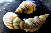 织纹螺跟河豚一样毒 误食可致死亡