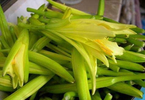 黄花菜吃不对 可致中毒