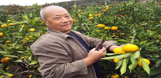 从枝头到异国餐桌只四五天 陕南柑橘走俏丝路