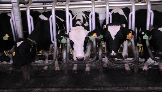 全国首个&ldquo;奶牛大学&rdquo;开讲