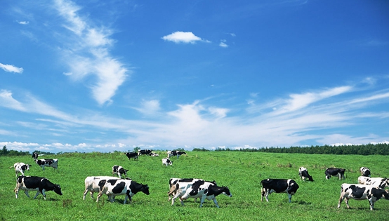 奶源战升级 奶企纷纷自建牧场