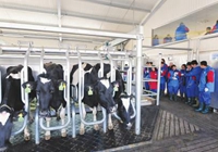 洋教授教奶农如何挤牛奶