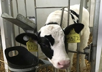 雀巢强化奶农培训确保奶源质量