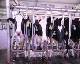 雀巢教奶农管理千头奶牛