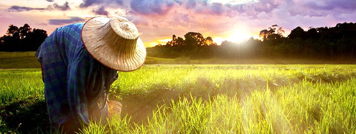 宗庆后：关于支持&ldquo;三农&rdquo;政策的建议