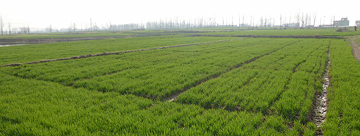 万连步:耕地质量下降土壤修复刻不容缓