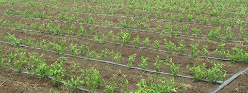 万连步代表:水肥一体化是现代农业必经之路