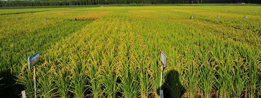 万连步:促进化肥行业向智能制造转型的建议