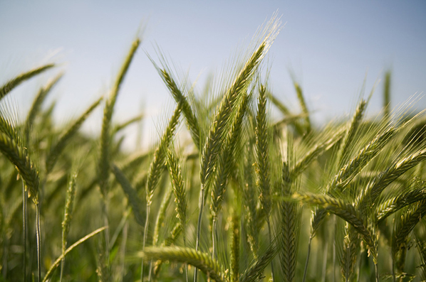 金正大历经十五载让缓控释肥遍撒农田