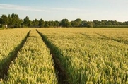缓控释肥料需继续规范市场