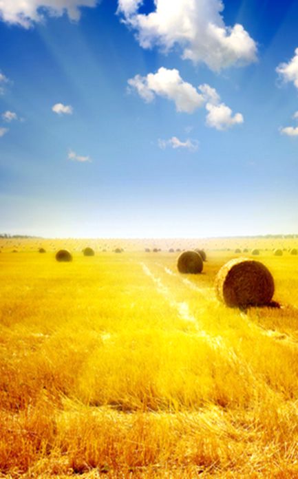 益海嘉里：现代新型农业的先行实践者