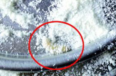 贝因美婴儿奶粉中惊现活虫