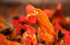 农业部：确保活禽市场防控措施落实