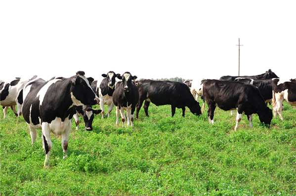 伊利集团董事长潘刚：越是在困难的时候越要坚定信心