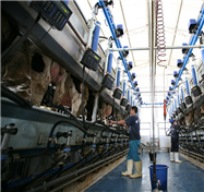 伊利在业界首发"全链创新"战略 让创新贯彻全产业链