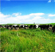 带动多方共赢 伊利社会责任建设成为乳业范例